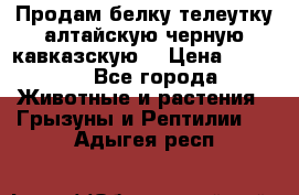 Продам белку телеутку алтайскую,черную кавказскую. › Цена ­ 5 000 - Все города Животные и растения » Грызуны и Рептилии   . Адыгея респ.